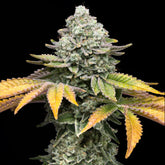 Banana Runtz Seeds